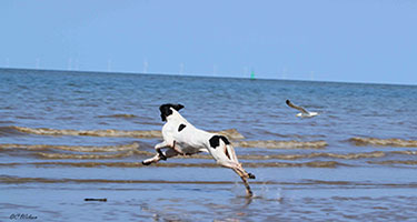 Gracie Leaping Towards A Seagull On The Beach.