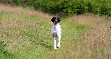 Gracie Walking Towards The Camera, In A Field.