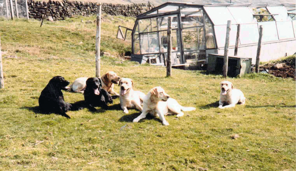 Six Of Our Labradors Sat On The Grass.