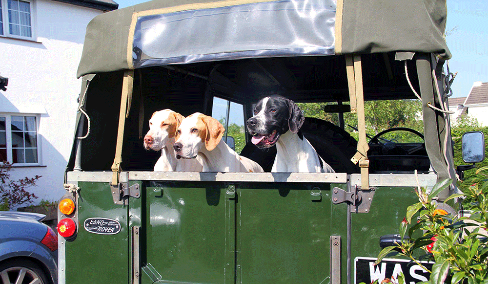 Three Of Our Pointers Ready For Work!