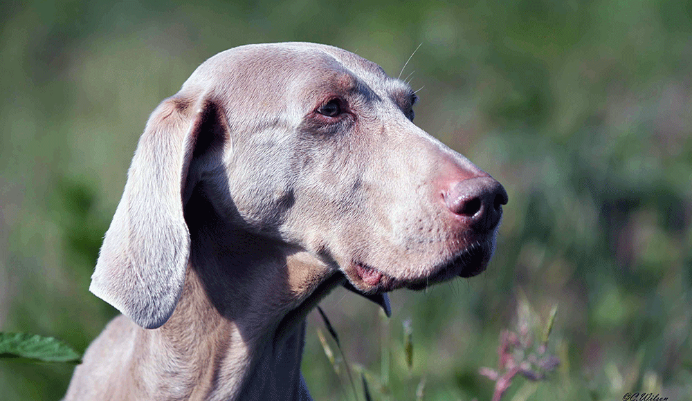 Close Up Photo Of One Of Our Weimaraners.
