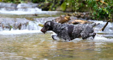 Molly in the water.