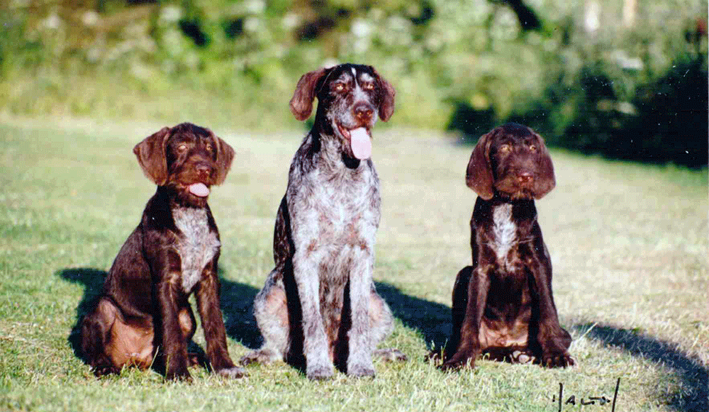 Three Of Our Wirehaired Pointers Sat On The Grass.
